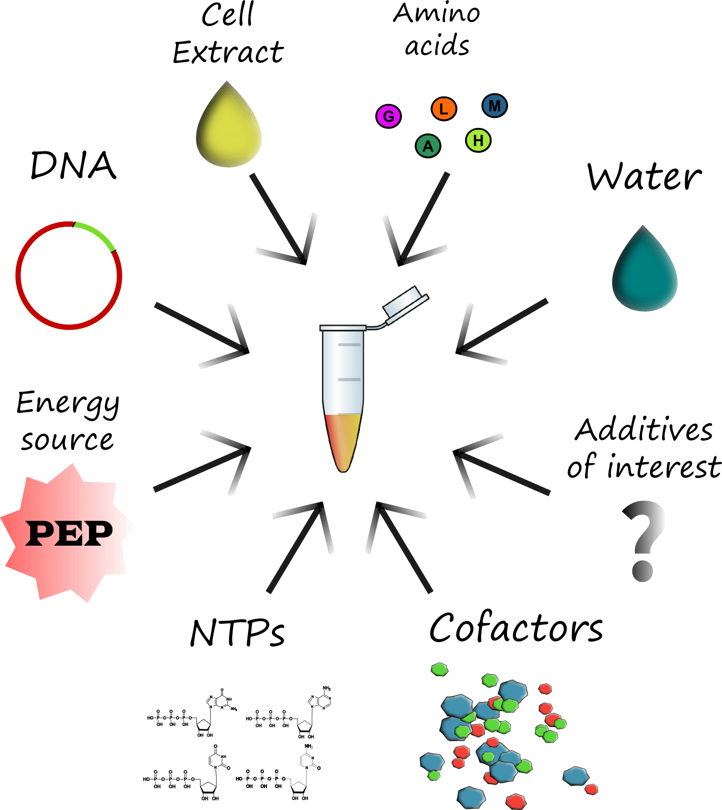 CellFree In Vitro Protein Expression Creative BioMart